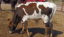 Easter Bull