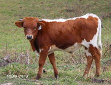 Carmel Bull