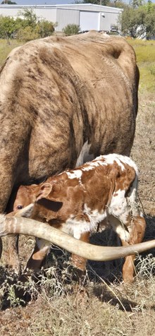 2025 APOLLO BULL