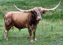 HS Iron Cowboy