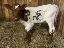 HS Sheza Lightning