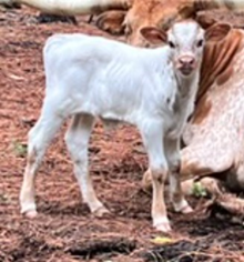 HS Remarkable x G3 Eliminator Bull calf