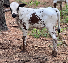 HS Carolina Spirit Heifer