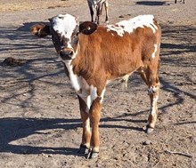 Runamuck Colours bull calf