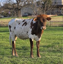 2025 Ginger Warlock Heifer
