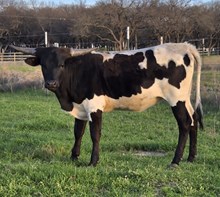 2025 Consuela Tuff Trash Heifer