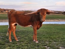 2024 ECLIPSE HEIFER