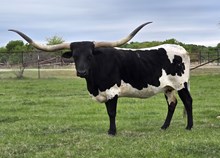 MW CATAWISSA CONSUELA