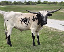 2024 GLITZY HEIFER