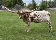 G1F MINE REXY GIRL
