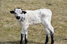2630 SILVER AND GOLD BULL