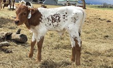 2641 WINGIN SHAMROCK STEER