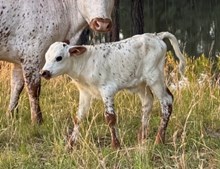 MM Miss Profit 4 Duchess x Magic Man bull