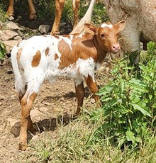 YR Magic Man x MM SelenaCommands Profit