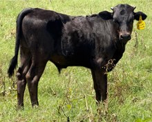 Jessie bull calf