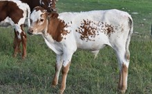 2642 TUFF SHOT STEER