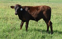 2640 LEMONADE STEER