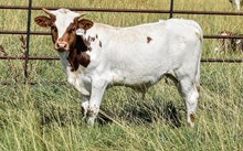 2632 DOUBLE EAGLE BULL