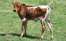 2644 TWENTY DIAMONDS BULL