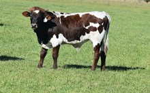 SHOT OF RESPECT BULL