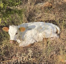 2026 Silent Centa Bull