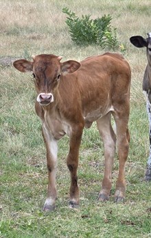2026 TUFF WONDER HEIFER