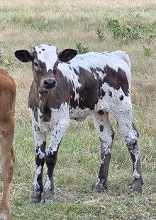 2026 JUMBO TUFF JEWEL HEIFER