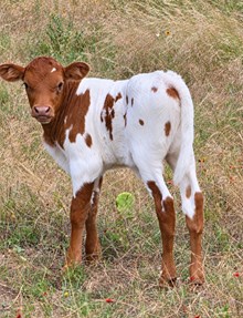 2026 TUFF CONSUELA HEIFER