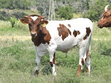 KDK SEBASTIAN 514