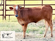 Brazos Selina 32/26