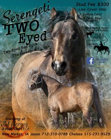 SERENGETI TWO EYED