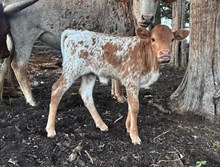 Heifer Calf 9/6