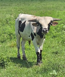 Doughnut 2025 Bull