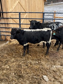 PB 6 hour Ener-chi 2020 bull calf