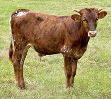 AUSSIE ACRES TUFF STUFF