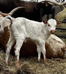 Smokin Duty Heifer