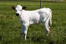HL Heads Up x Sniper Queen Heifer Calf