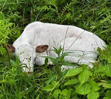 Snowblower x Aces Bull