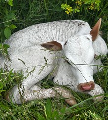 Snowblower Sage Heifer