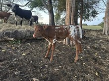 Heifer Calf 10/1