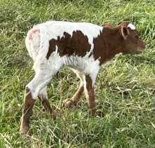 Snowblower x Clarabell Heifer