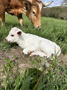 Snowblower x Reba Heifer