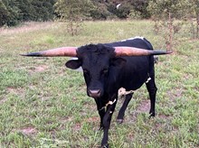 Sombrero RVR
