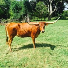 Southern Dixie Belle