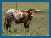 DBL-K SPICE X WHEELS STEER