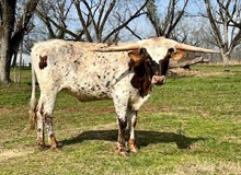Tolar's Heartthrob