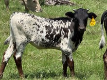 Heifer Sugar Fire