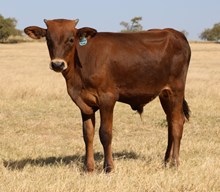 Frederick x Summertime Bull Calf