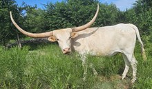 Super Bee Cowgirl CPL