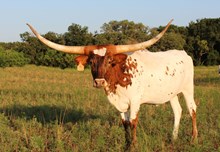 SUPER SADIE 320